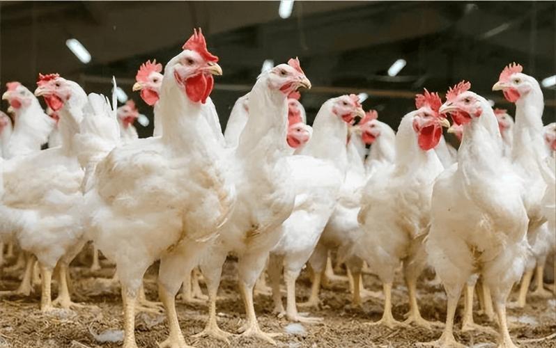 chicken
